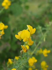 Crotalaria medicaginea