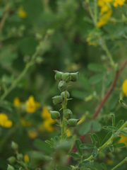 Crotalaria medicaginea