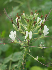 Cleome gynandra