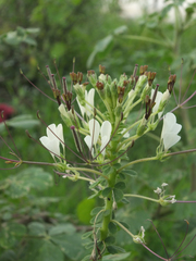 Cleome gynandra