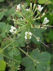 Cleome gynandra