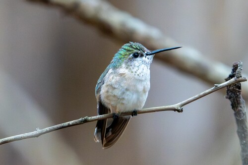 Calliope Hummingbird photographed in Louisiana