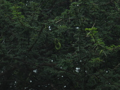 Vachellia planifrons