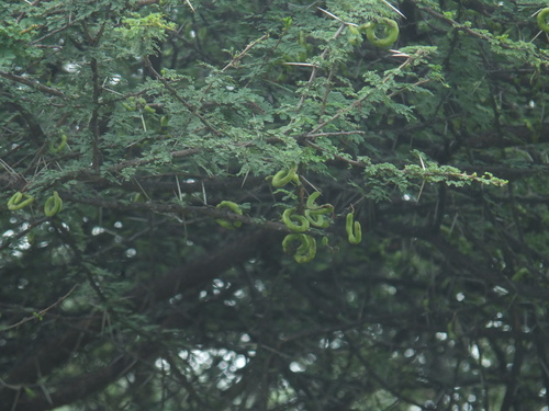 Image of Vachellia planifrons by (c) Siddarth Machado, some rights reserved (CC BY)