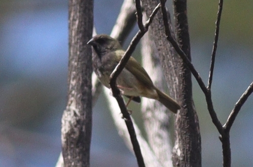 Black-faced Grassquit (Melanospiza bicolor), photo 5