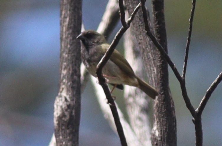Black-faced Grassquit (Melanospiza bicolor), photo 7