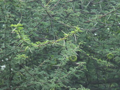 Vachellia planifrons
