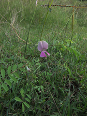Tephrosia purpurea