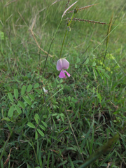 Tephrosia purpurea