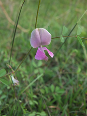 Tephrosia purpurea