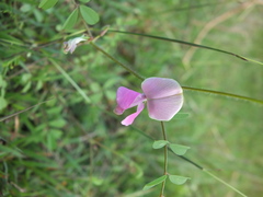 Tephrosia purpurea