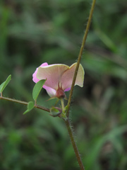 Tephrosia purpurea