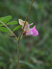 Tephrosia purpurea
