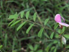 Tephrosia purpurea