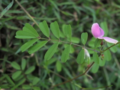 Tephrosia purpurea