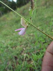 Tephrosia purpurea