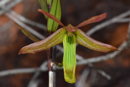 Verruciferum Orchid