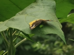 Mooreana princeps
