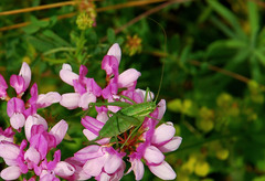 Poecilimon intermedius