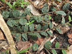 Crotalaria evolvuloides