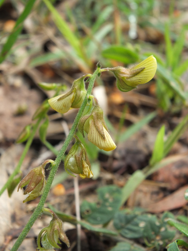 Image of Bindweed Rattleweed (Crotalaria evolvuloides) by (c) Siddarth Machado, some rights reserved (CC BY)