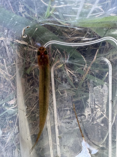 Common galaxias (Galaxias maculatus) — Galaxiidae