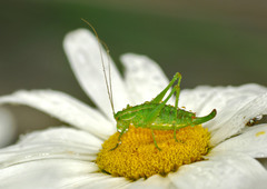 Poecilimon intermedius