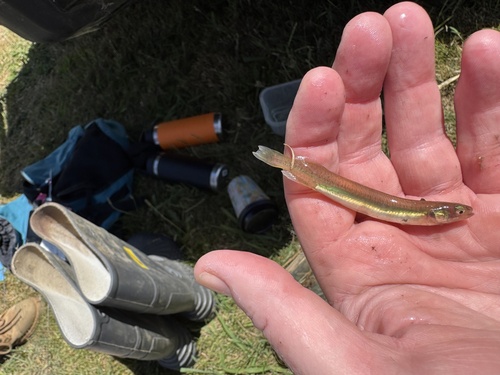 Common galaxias (Galaxias maculatus) — Galaxiidae