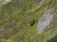 Sundablatta pulcherrima