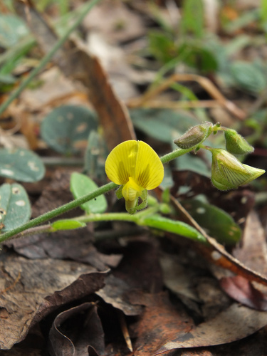 Bindweed Rattleweed (Crotalaria evolvuloides)