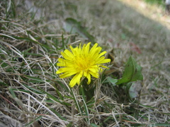Taraxacum mongolicum