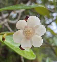 Clusia criuva, photograph (c) Gabriel O. Keller, some rights reserved (CC BY)