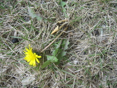Taraxacum mongolicum