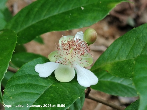 Sandpaper Vine (Tetracera indica)