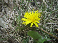 Taraxacum mongolicum