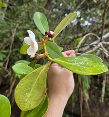 Clusia criuva, photograph (c) Gabriel O. Keller, some rights reserved (CC BY)