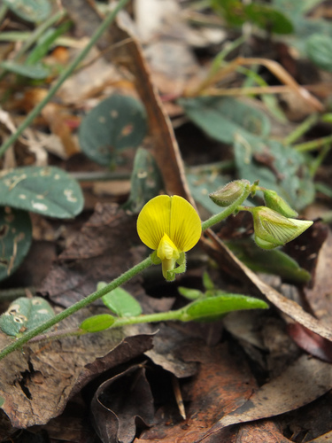 Image of Bindweed Rattleweed (Crotalaria evolvuloides) by (c) Siddarth Machado, some rights reserved (CC BY)