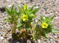 Mohavea breviflora