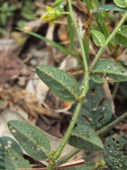 Crotalaria evolvuloides