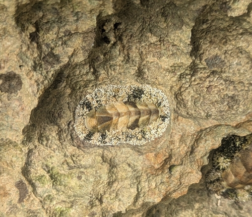 Acanthopleura granulata