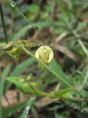 Crotalaria evolvuloides
