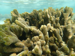 Montipora digitata