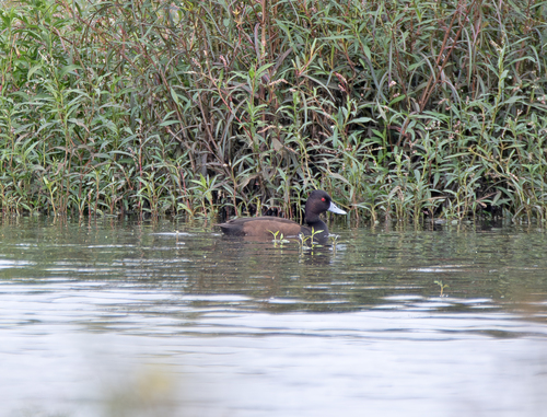 iNaturalist: (c) Nereston (Nelinho) Camargo, some rights reserved (CC BY-NC), uploaded by Nereston (Nelinho) Camargo iNaturalist image