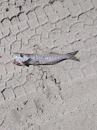 Jack pike (Dinolestes lewini) — Dinolestidae — 3