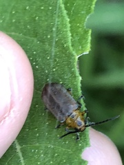Poneridia semipullata