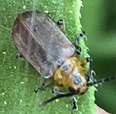 Poneridia semipullata