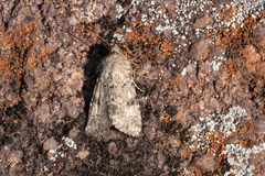 Heliothis punctifera