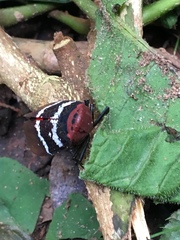 Metaphaena