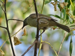 Stomiopera unicolor