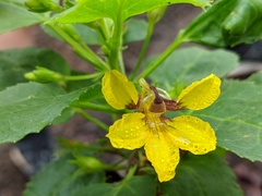 Goodenia grandiflora